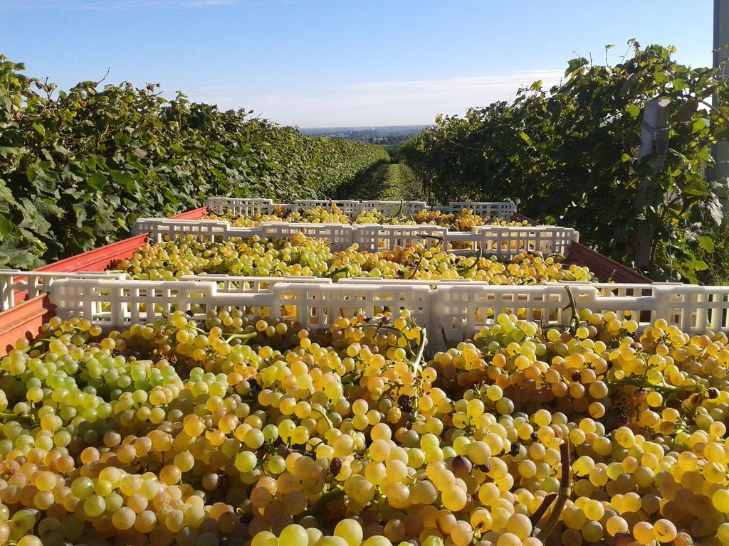 Agriturismo E Cantina La Sabbiona Faenza Bagian luar foto